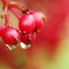 秋雨（あきさめ）の雫