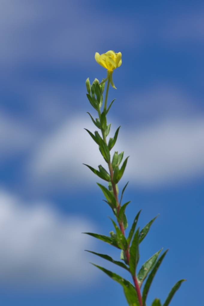 路傍に咲く野草花（マツヨイグサ）