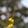 神社の蝋梅（ロウバイ）が咲いた２