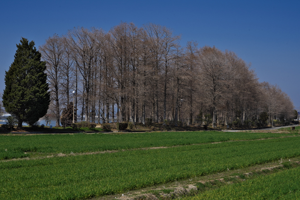 天満大池公園の落羽松（ラクウショウ）６