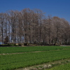 天満大池公園の落羽松（ラクウショウ）６