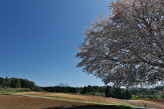 田住（たずみ）の一本桜２