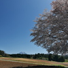 田住（たずみ）の一本桜２