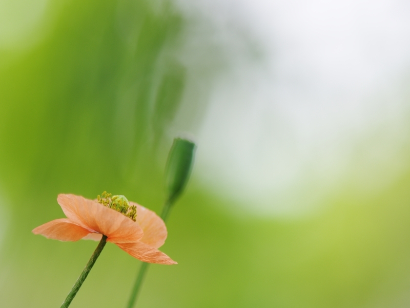 長実雛芥子（ナガミヒナゲシ）３