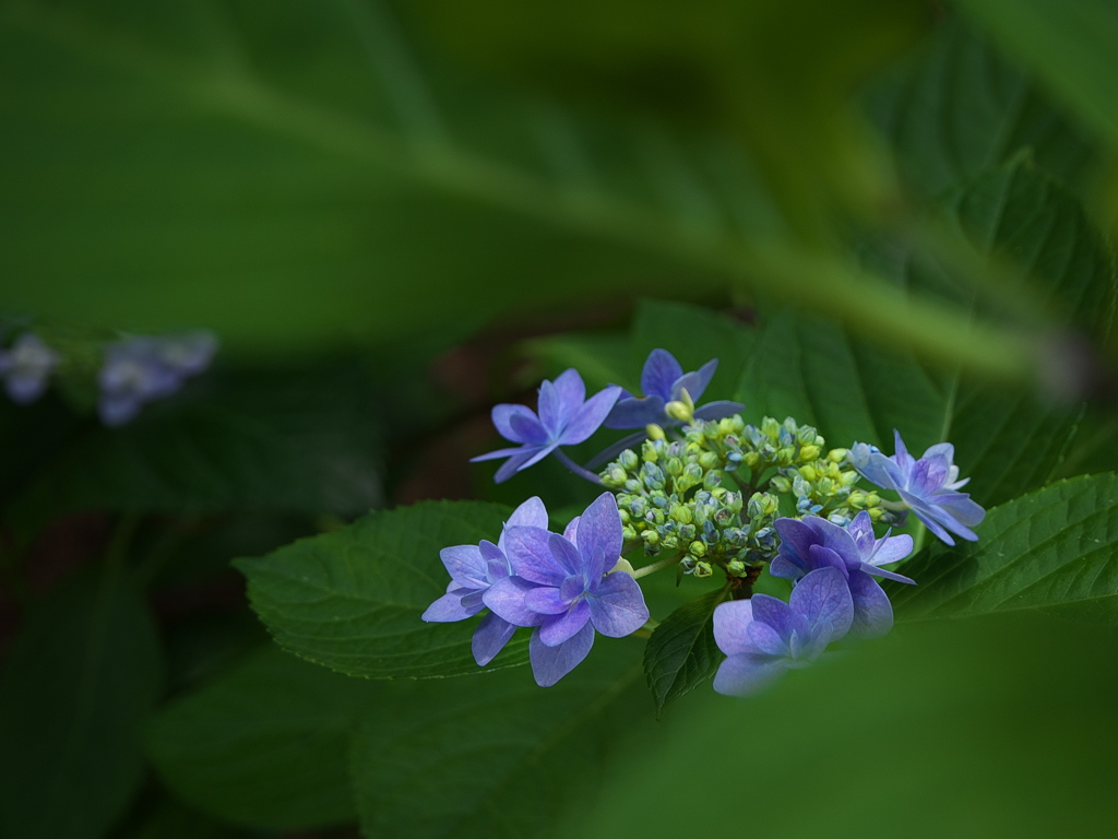 住吉神社の紫陽花（アジサイ）が見頃６
