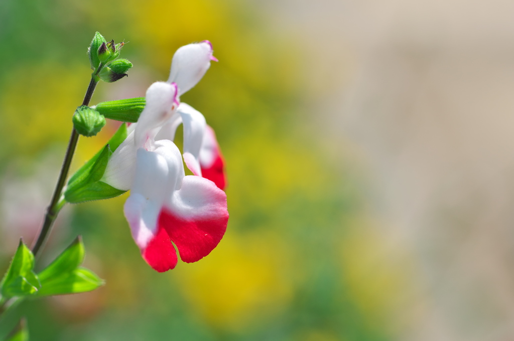 チェリーセージ・ホットリップス