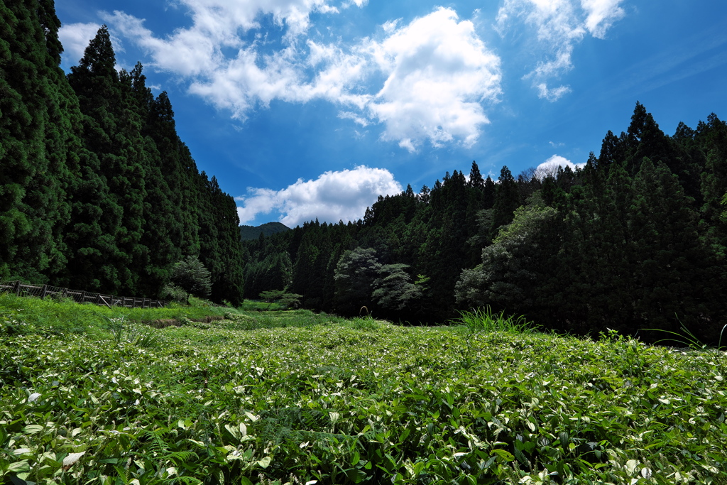 岡田の谷の半夏生（ハンゲショウ）１