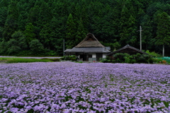 久多の北山友禅菊２