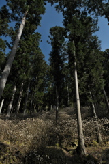 ミツマタ群生地１