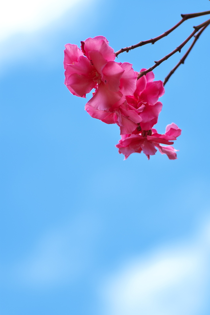 真夏の花夾竹桃（キョウチクトウ）