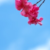 真夏の花夾竹桃（キョウチクトウ）