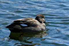 公園の丘葦鴨（オカヨシガモ）雄