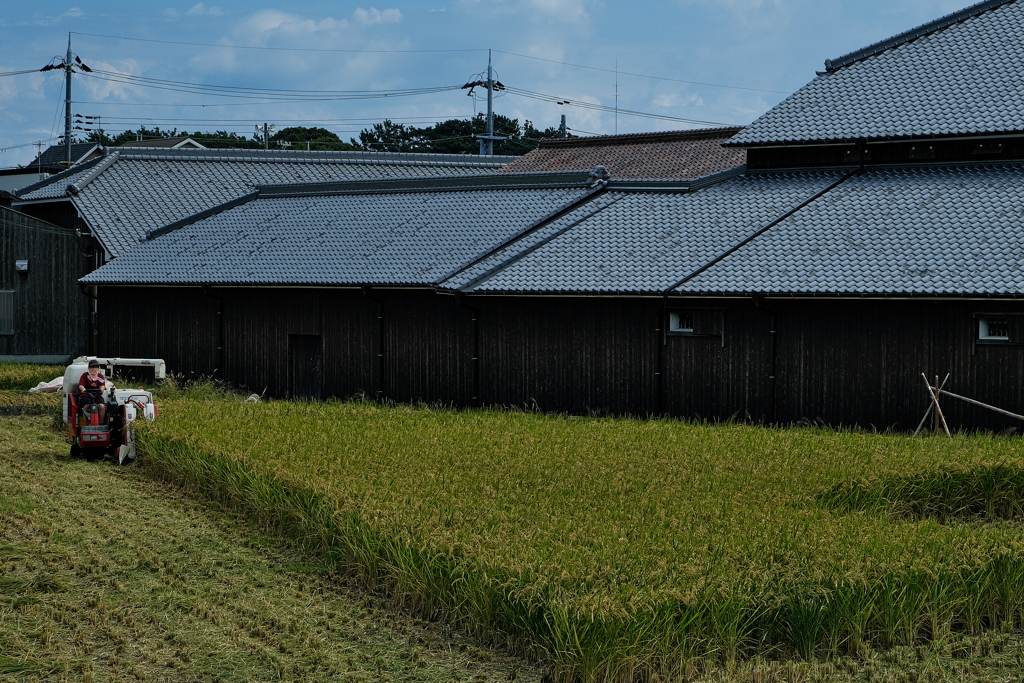 酒米（さかまい）の稲刈り中