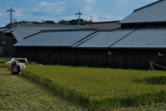 酒米（さかまい）の稲刈り中