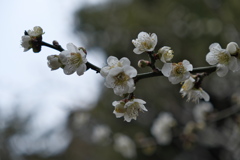 住吉神社の白梅１