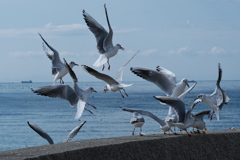 百合鴎（ユリカモメ）２