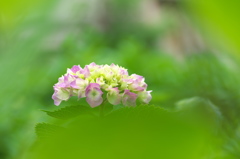 紫陽花の花が咲いた１