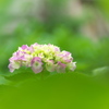 紫陽花の花が咲いた１