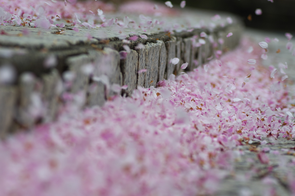 公園の桜散る