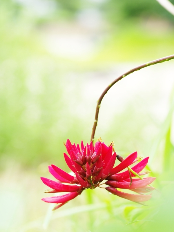 夏の花々２８（珊瑚刺桐）