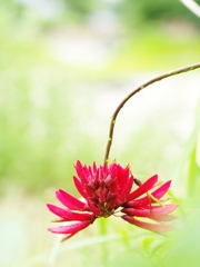 夏の花々２８（珊瑚刺桐）