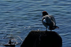 海辺の緋鳥鴨（ヒドリガモ）２