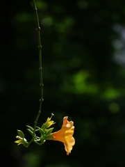 夏の花々１９（凌霄花）