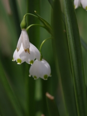 春爛漫６（スノーフレーク）