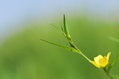 畔に咲く野草花（ヒレタゴボウ）