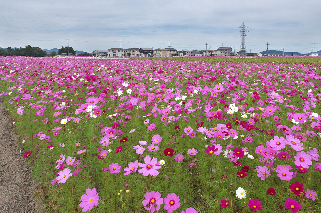 野田町コスモス畑１