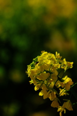 住吉神社の菜の花１