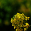 住吉神社の菜の花１