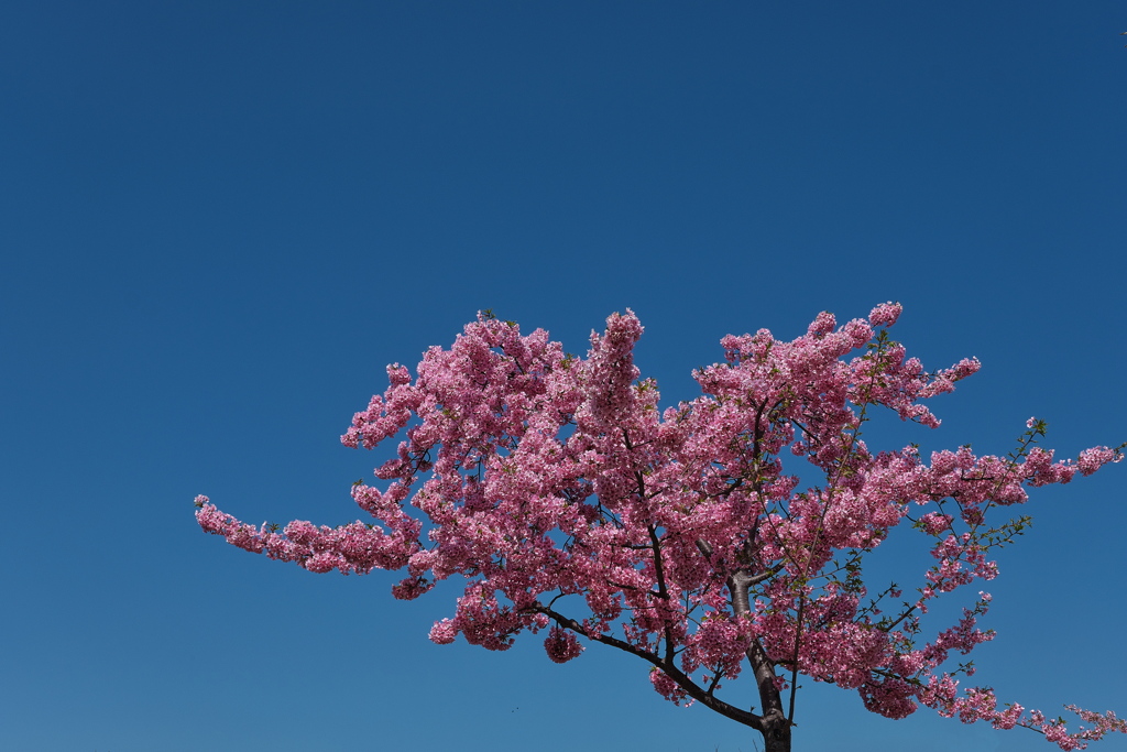 西郷川河口公園の河津桜１