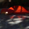 桜紅葉（さくらもみじ）の落ち葉