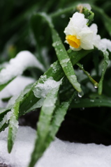 雪中花（セッチュウカ）