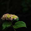 神社の紫陽花（アジサイ）が咲いた３