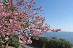 聖崎公園の河津桜