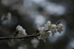 住吉神社の白梅２
