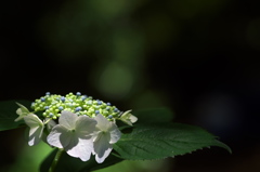 紫陽花（アジサイ）三昧４