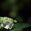 紫陽花（アジサイ）三昧４