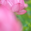 ピンク色の蓮（ハス）の花