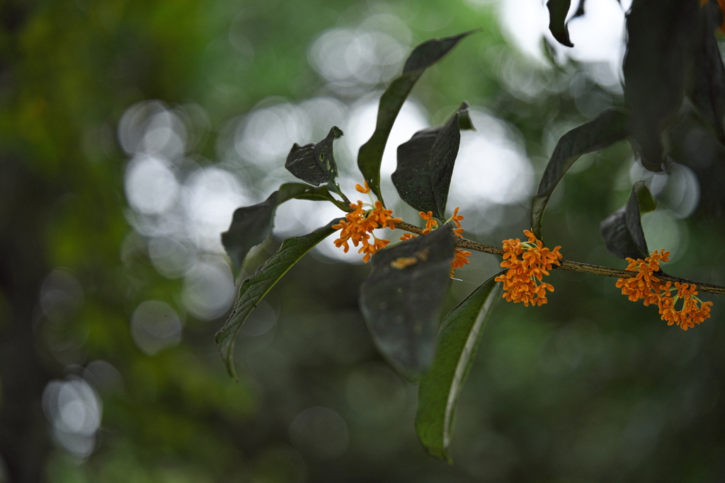 金木犀（キンモクセイ）２