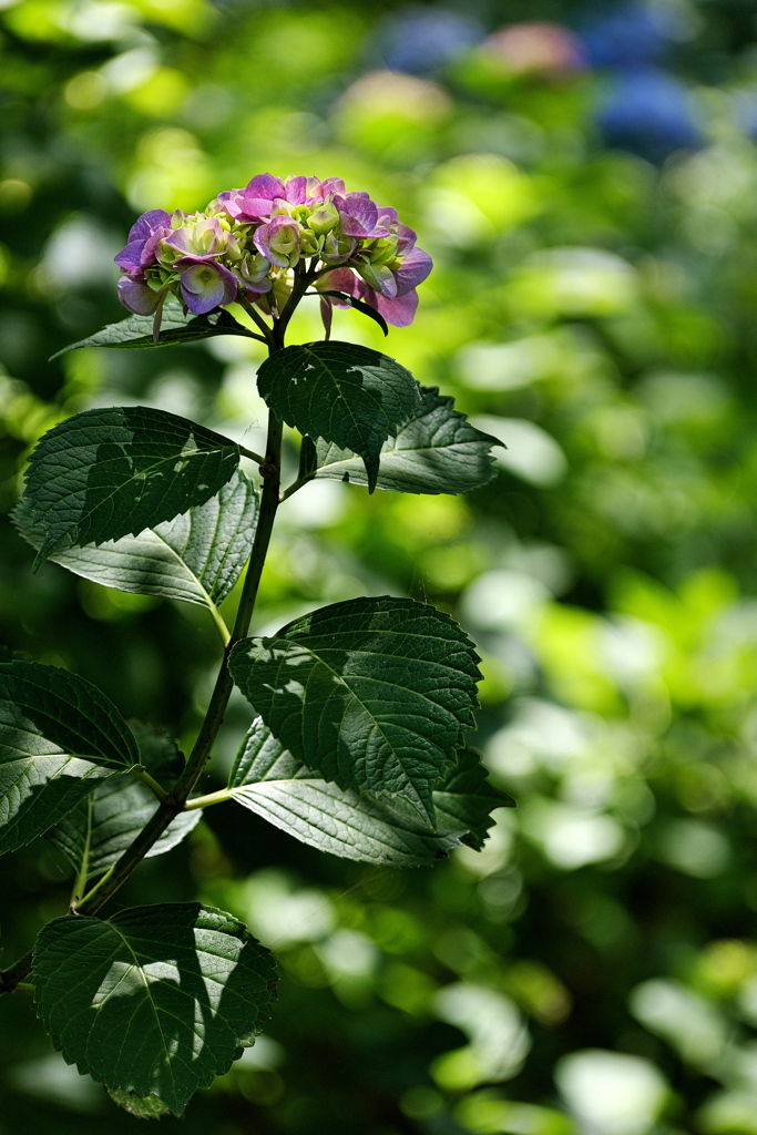 梅雨待ちの紫陽花（アジサイ）４