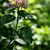 梅雨待ちの紫陽花（アジサイ）４
