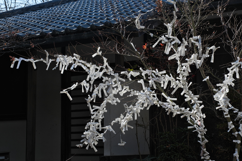 住吉神社の御籤掛２