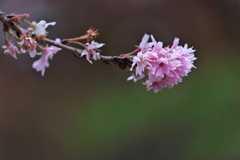 須磨離宮公園の正月桜