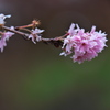 須磨離宮公園の正月桜