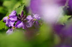 紫花菜（ムラサキハナナ）が咲いた