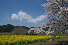 大江の桜並木と菜の花畑２