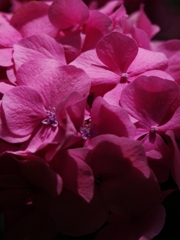 夏の花々７（西洋紫陽花）